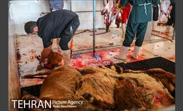 مرکز عرضه دام بهداشتی به مناسبت عید قربان در منطقه 22 تهران 29