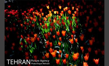 پیاده راه لاله مادران 26