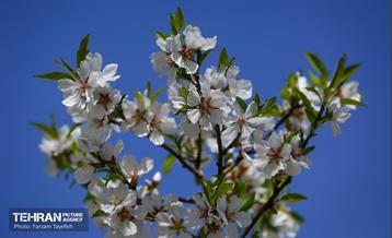 و اینک بهار 17