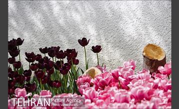 پیاده راه لاله برای مادران 16