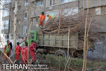 عملیات هرس درختان درمعابر و بوستانهای مناطق تهران 18