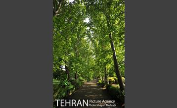 بوستان لاله 14