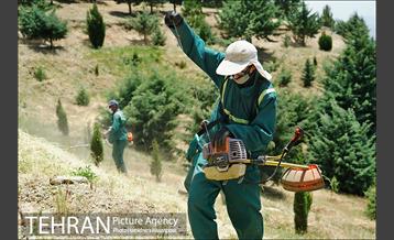 علف زنی بوستانهای تهران برای مقابله با آتش سوزی 27