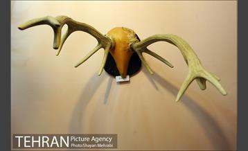 موزه حیات وحش هفت چنار 57