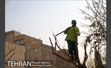 عملیات هرس درختان درمعابر و بوستانهای مناطق تهران 5
