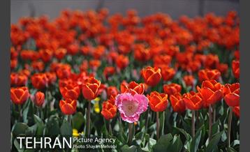 رویش گل های لاله در بوستان گفتگو 15