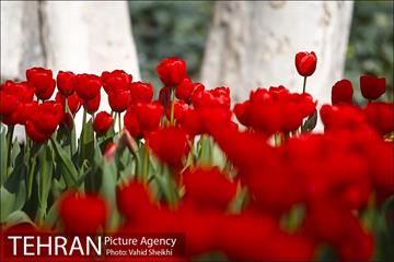 رویش گل های لاله در باغ ایرانی 4