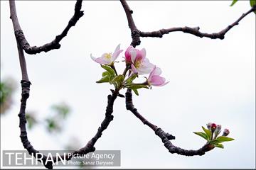 طبیعت بهاری بوستان سرخه حصار‎ 8
