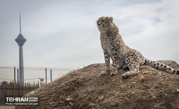 پیروز؛ پسر ایران 42