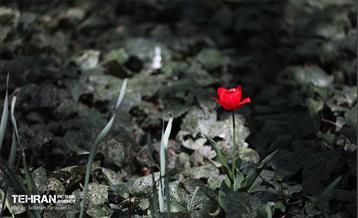 باغ ایرانی میزبان لاله‌ها 51