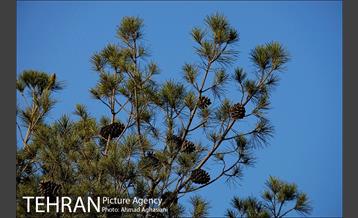 پارک جنگلی چیتگر 24