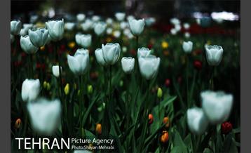 پیاده راه لاله مادران 8