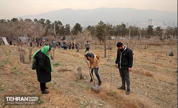 کاشت 2000 نهال مثمر در بوستان جنگلی چیتگر 14