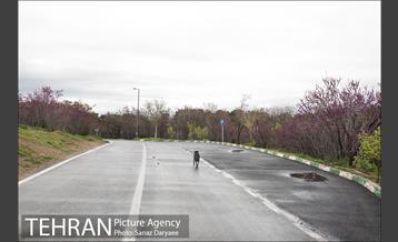 تعطیلی بوستان جنگلی سرخه حصار به منظور پیشگیری از شیوع ویروس کرونا 15