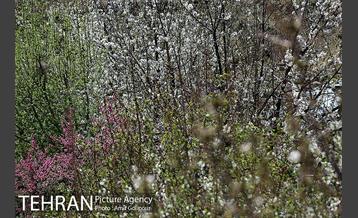 شکوفه های بهاری 1