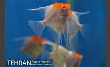 آکواریوم پارک شهر 3