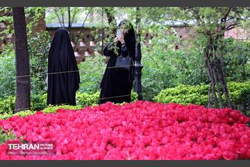 لاله‌ها میهمان باغ ایرانی 12