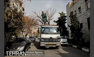 تلاش ویژه شهرداری برای نجات زندگی حدود یکصد درخت اتوبان نیایش 11