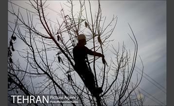 آغاز فصل هرس درختان- 3