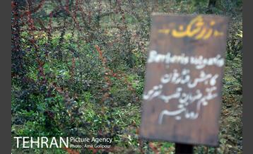 باغ راز هستی 6