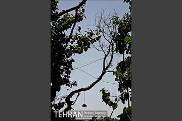 توتستان های طرشت، طعم شیرین طهران قدیم 8