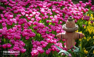 لاله های باغ ایرانی 15
