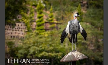 باغ پرندگان فاز دوم 11