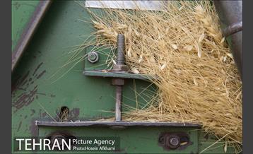 برداشت گندم در مزارع جنوب تهران‎ 15