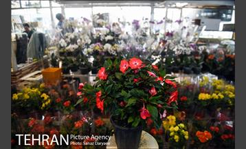 بازار گل شهید محلاتی 26