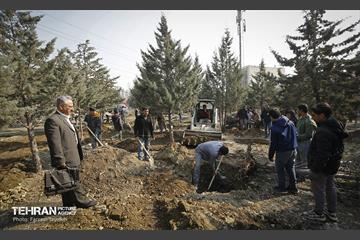 جابجایی اصولی 106 اصله درخت در منطقه 5 شهرداری 10