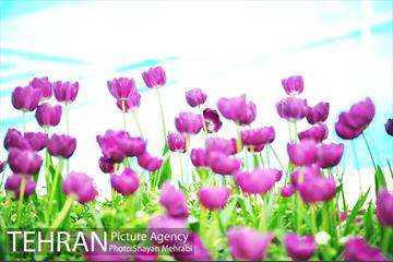 رویش گل لاله در پارک شهر 9