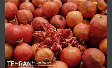 هفتمین جشنواره انار فرهنگسرای اشراق 15