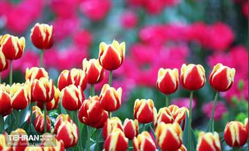 لاله‌ها میهمان باغ ایرانی 35