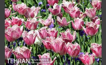 لاله های بهاری پارک شهر 2