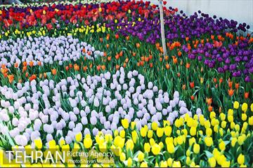 پیاده راه لاله مادران 40