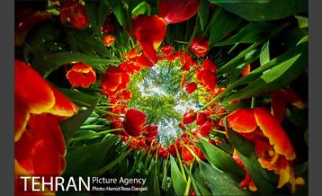 لاله های باغ ایرانی 27