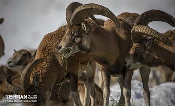 حیات وحش تهران  33