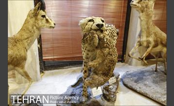 موزه طبیعت و حیات وحش دارآباد 23