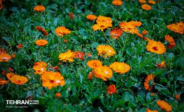 باغ گیاه‌شناسی 41