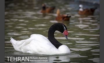 باغ پرندگان فاز دوم 13