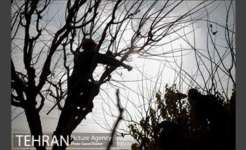 آغاز فصل هرس درختان- 2