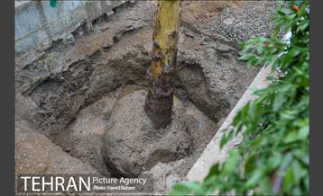 آئین کاشت درخت زندگی 31