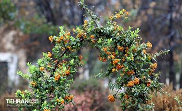 یک روز بارانی در منطقه 19 12