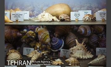 موزه علوم زمین 8