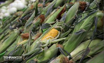 آیین افتتاح ۸ میدان میوه و تره بار سازمان میادین شهرداری 5