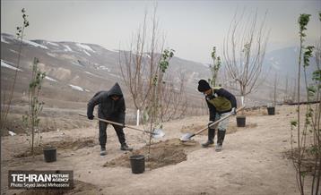 آیین روز درخت‌کاری و پایان پروژه کاشت ۲۵۰۰ هکتار کمربند سبز پایتخت  11