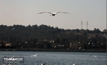 کوچ پرندگان مهاجر به دریاچه شهدای خلیج‌فارس 24