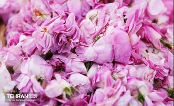 جشنواره گل و گلاب در برج میلاد 13