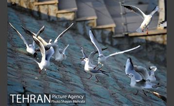 دریاچه شهدای خلیج فارس 42