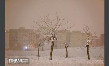 بارش برف زمستانی در معابر شمالی پایتخت - 1 50